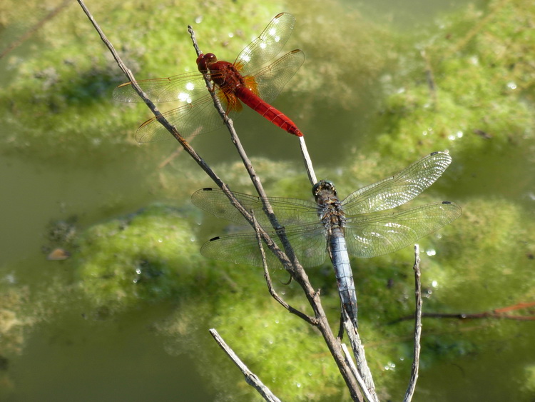 Orthetrum cancellatum e Crocothemis erytraea